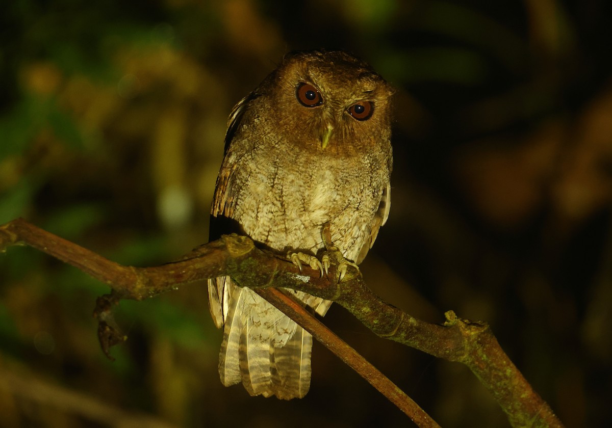 Foothill Screech-Owl - ML644660523