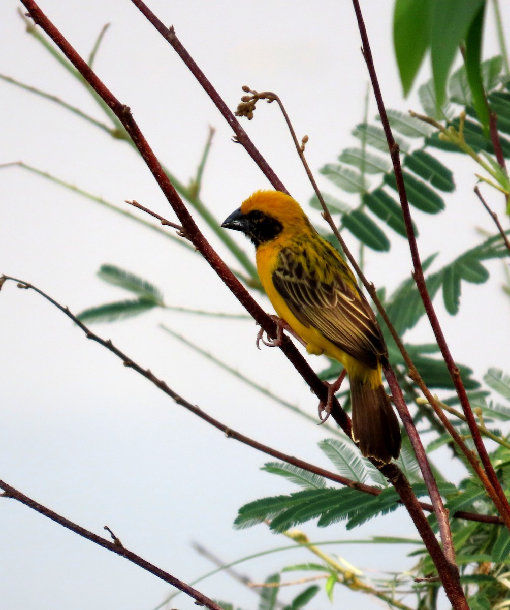 Ткачик золоточеревий - ML644660527