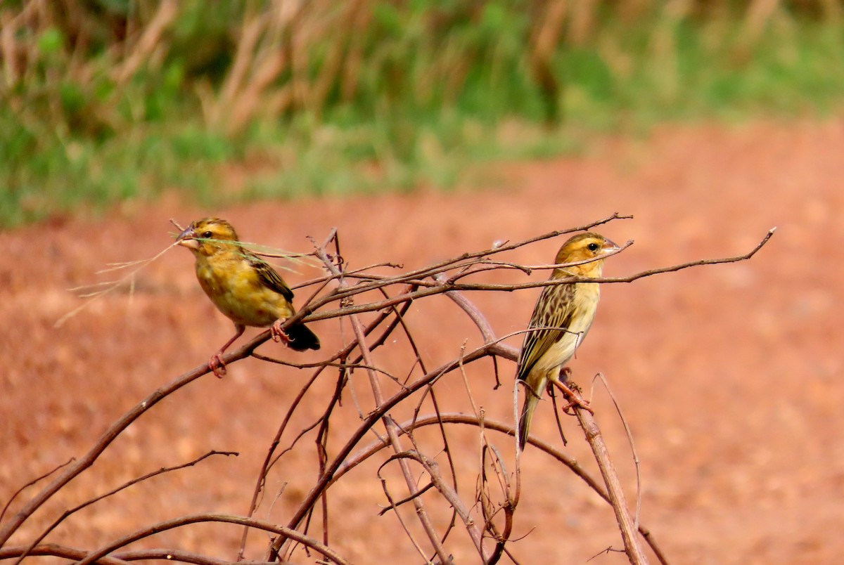 Ткачик золоточеревий - ML644660528