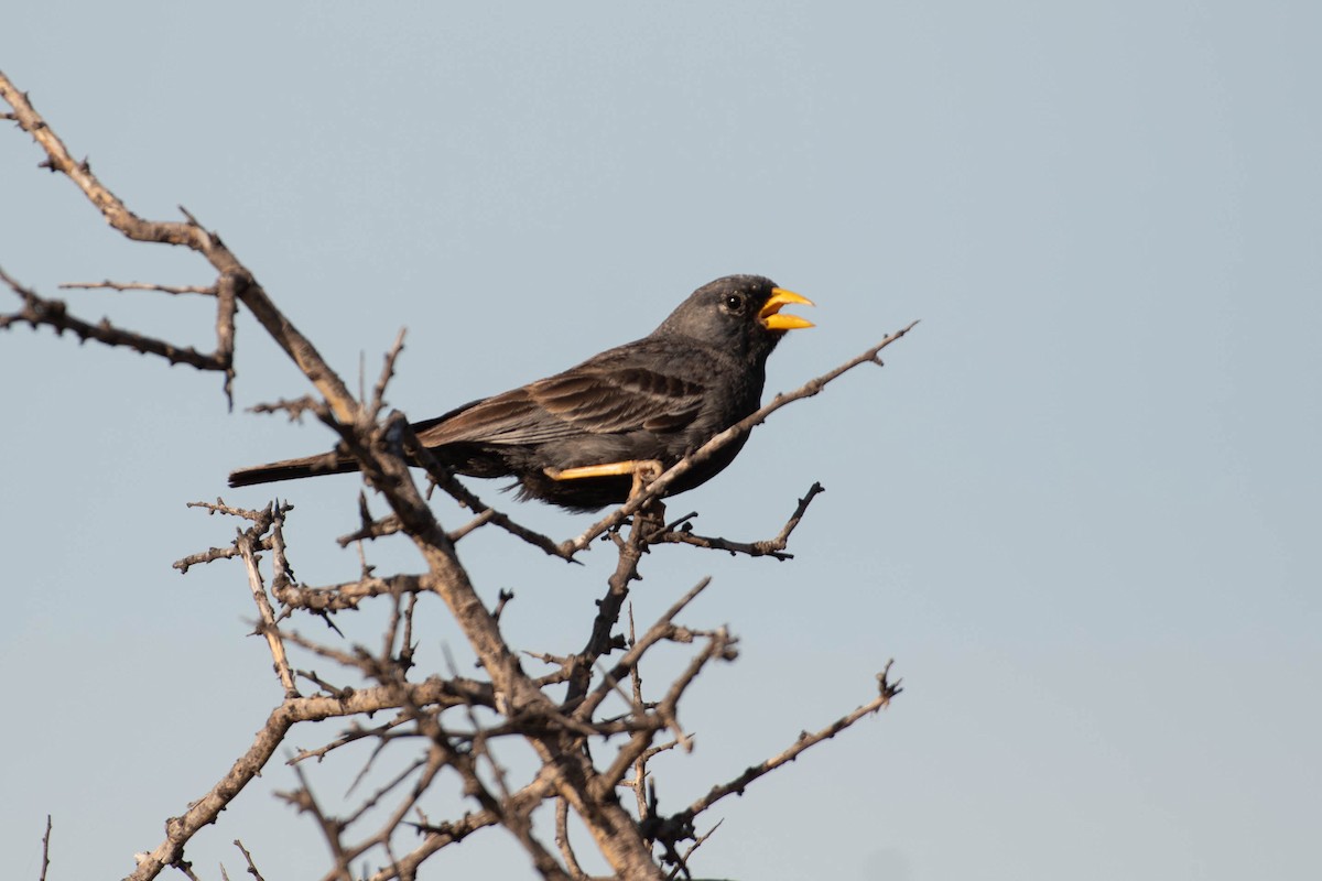 Carbonated Sierra Finch - ML644660530