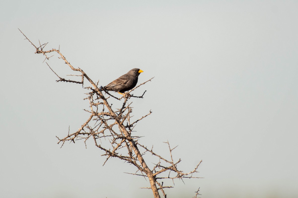 Carbonated Sierra Finch - ML644660531