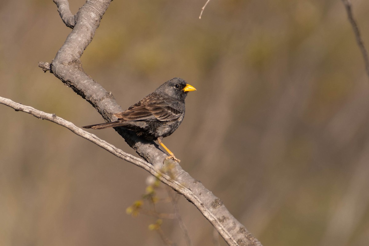 Carbonated Sierra Finch - ML644660532