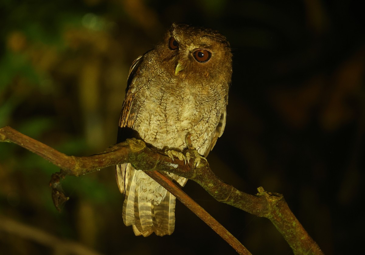Foothill Screech-Owl - ML644660540