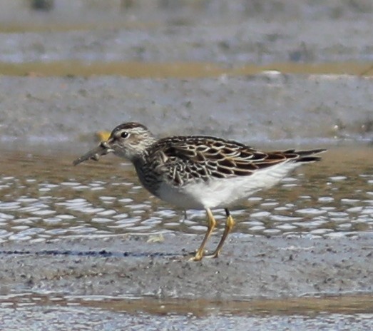 Pectoral Sandpiper - ML644660541