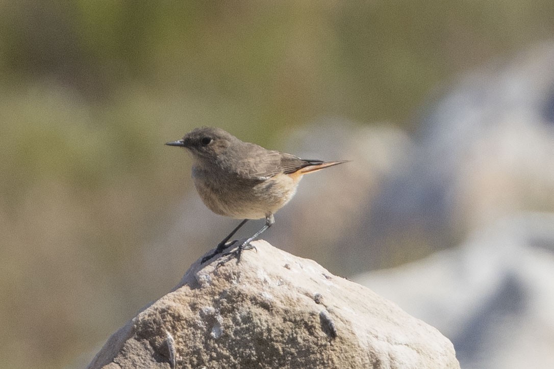 Familiar Chat - ML644660548