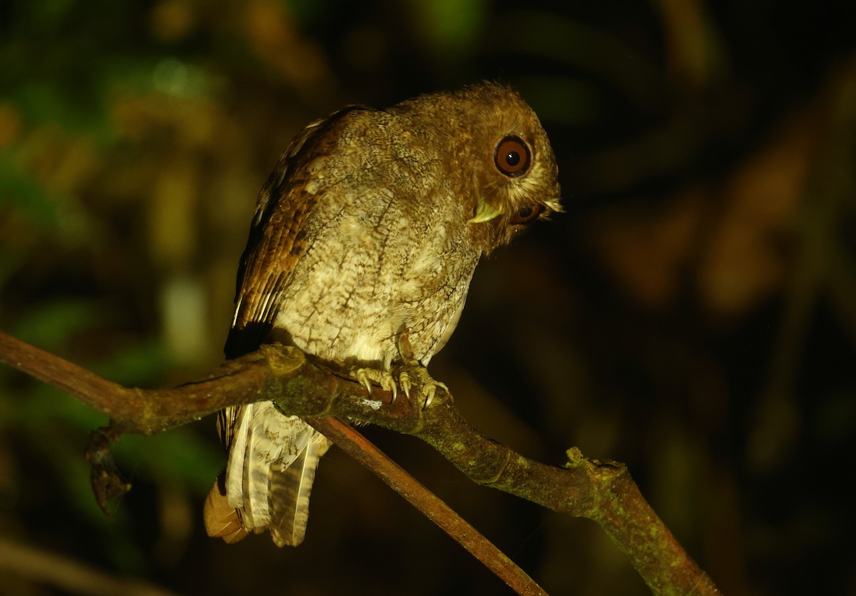 Foothill Screech-Owl - ML644660551
