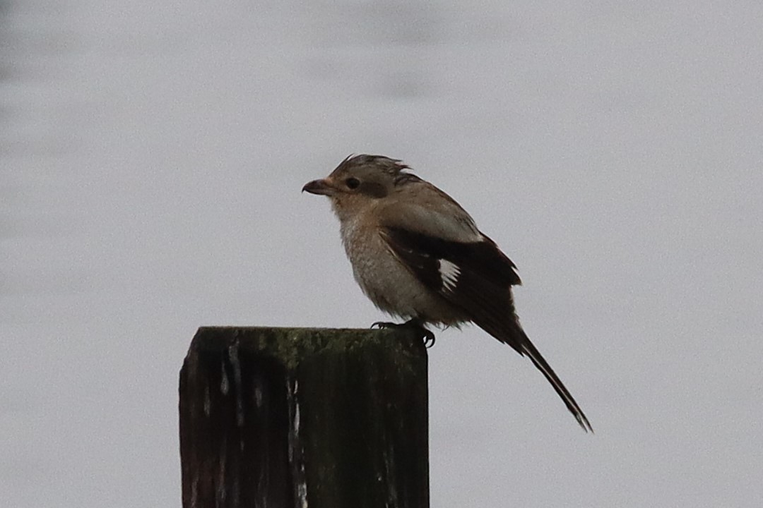 ťuhýk severní - ML644660552