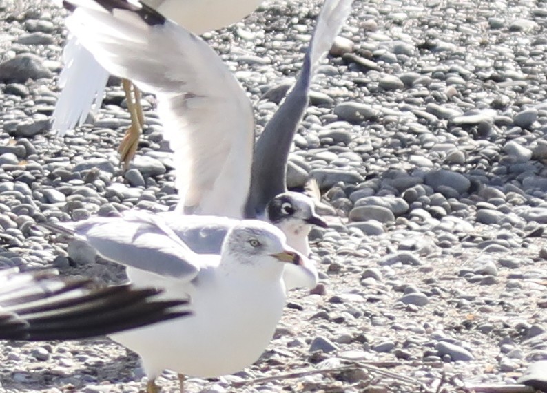 Franklin's Gull - ML644660553