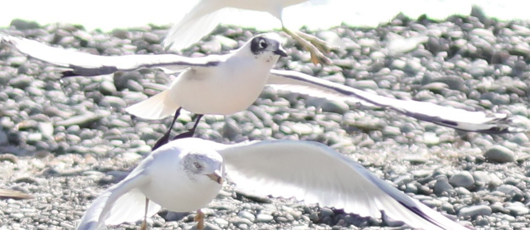 Franklin's Gull - ML644660554