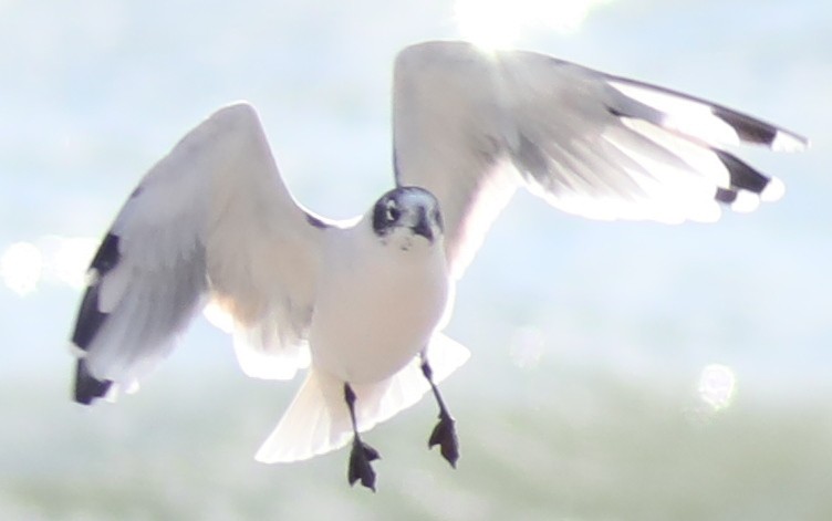 Franklin's Gull - ML644660555