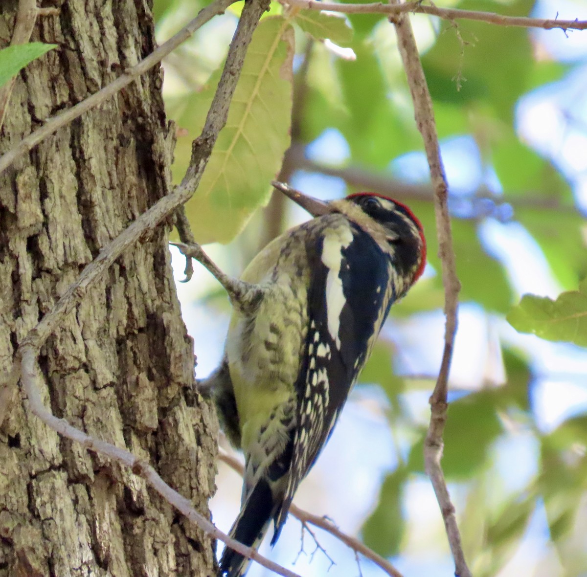 Rotnacken-Saftlecker - ML644660556