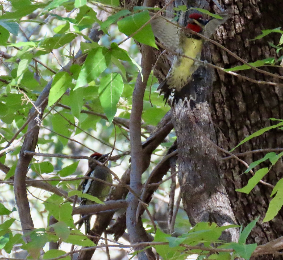 Rotnacken-Saftlecker - ML644660557