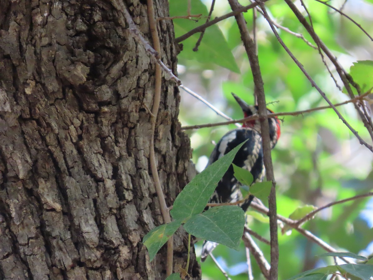 Rotnacken-Saftlecker - ML644660558