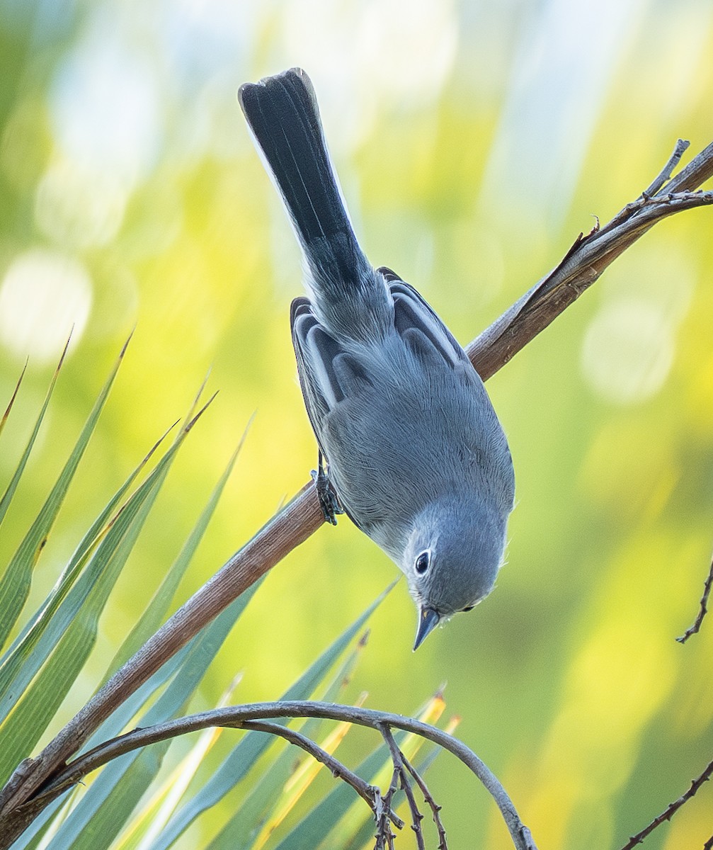 Blue-gray Gnatcatcher - ML644660559