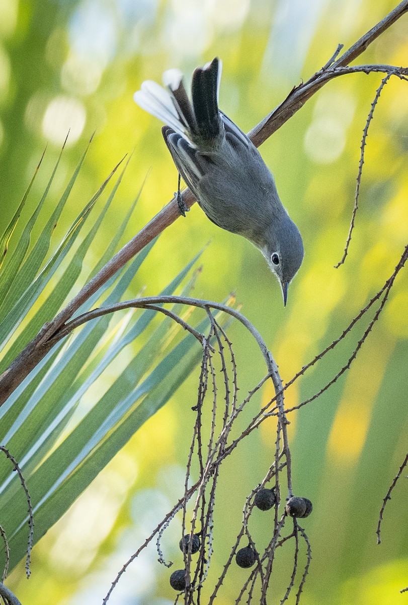 Blue-gray Gnatcatcher - ML644660560