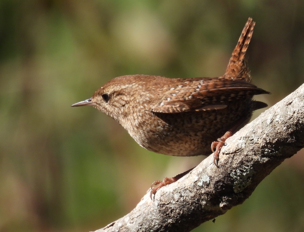 フユミソサザイ - ML644660561