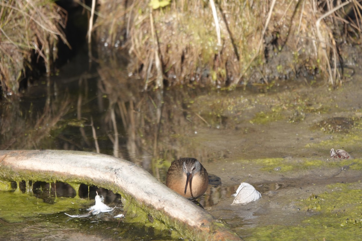 Пастушок віргінський - ML644660563