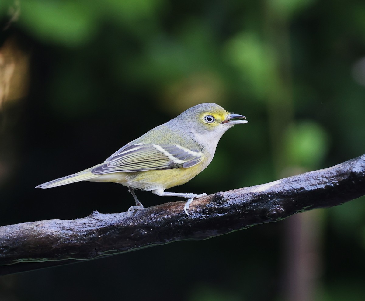 Vireo Ojiblanco - ML644660566