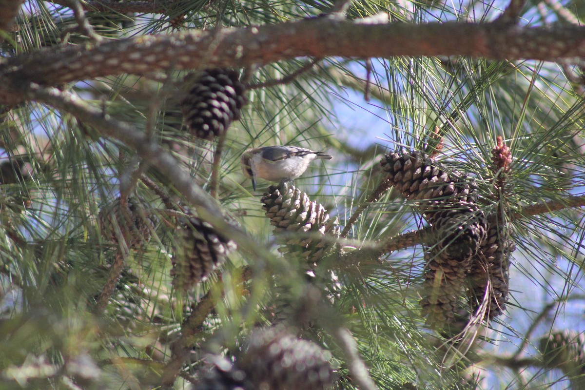 Trepador Cabecipardo - ML644660571