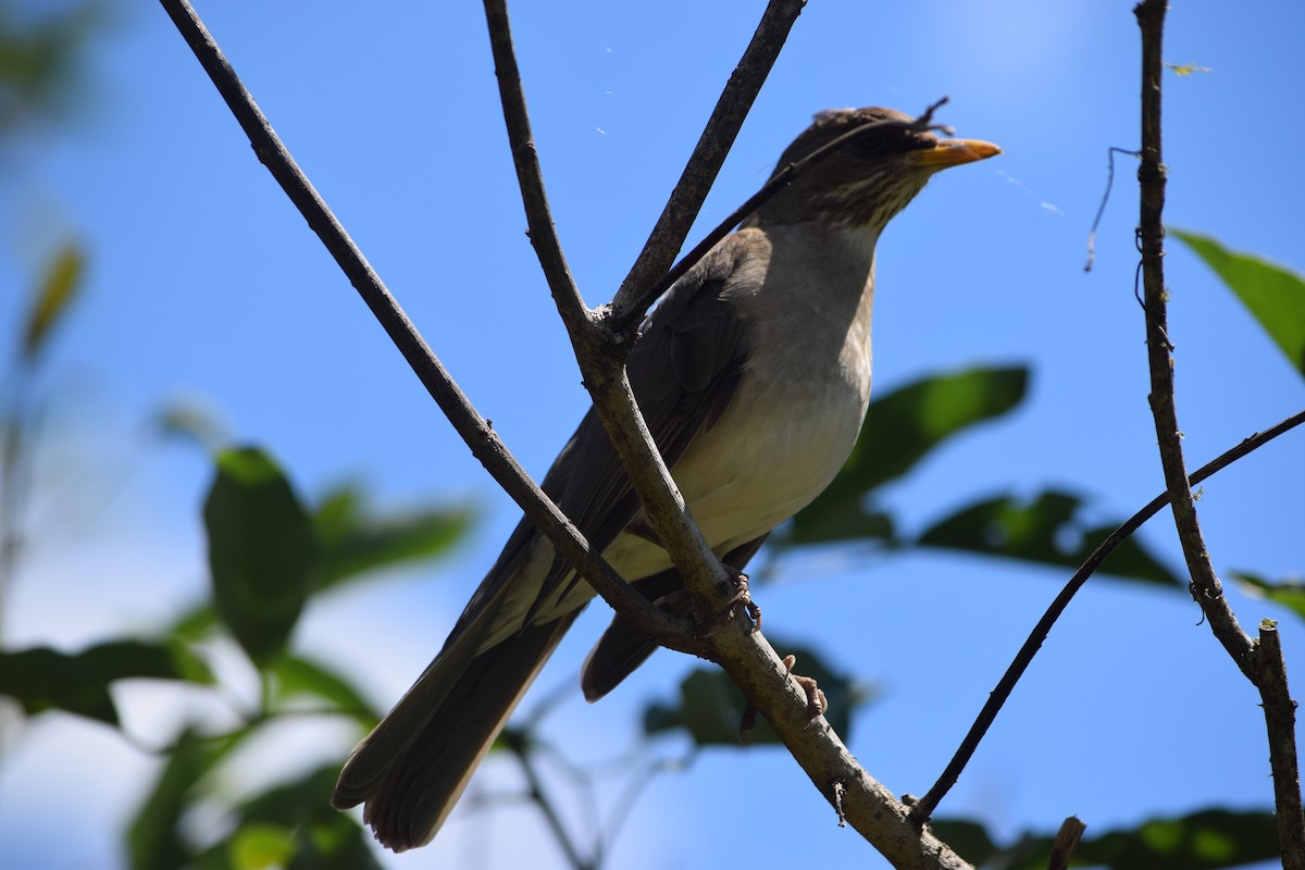 Creamy-bellied Thrush - ML644660594