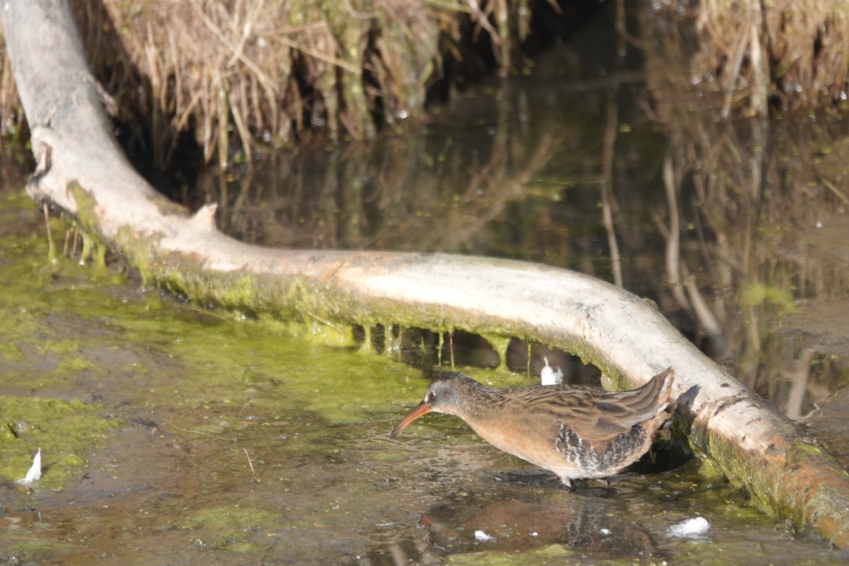 Пастушок віргінський - ML644660596