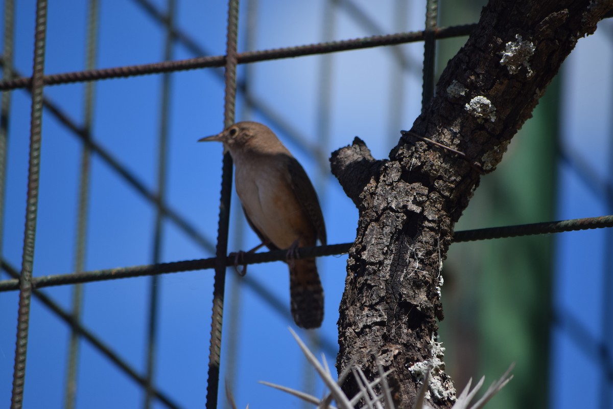 Southern House Wren - ML644660614