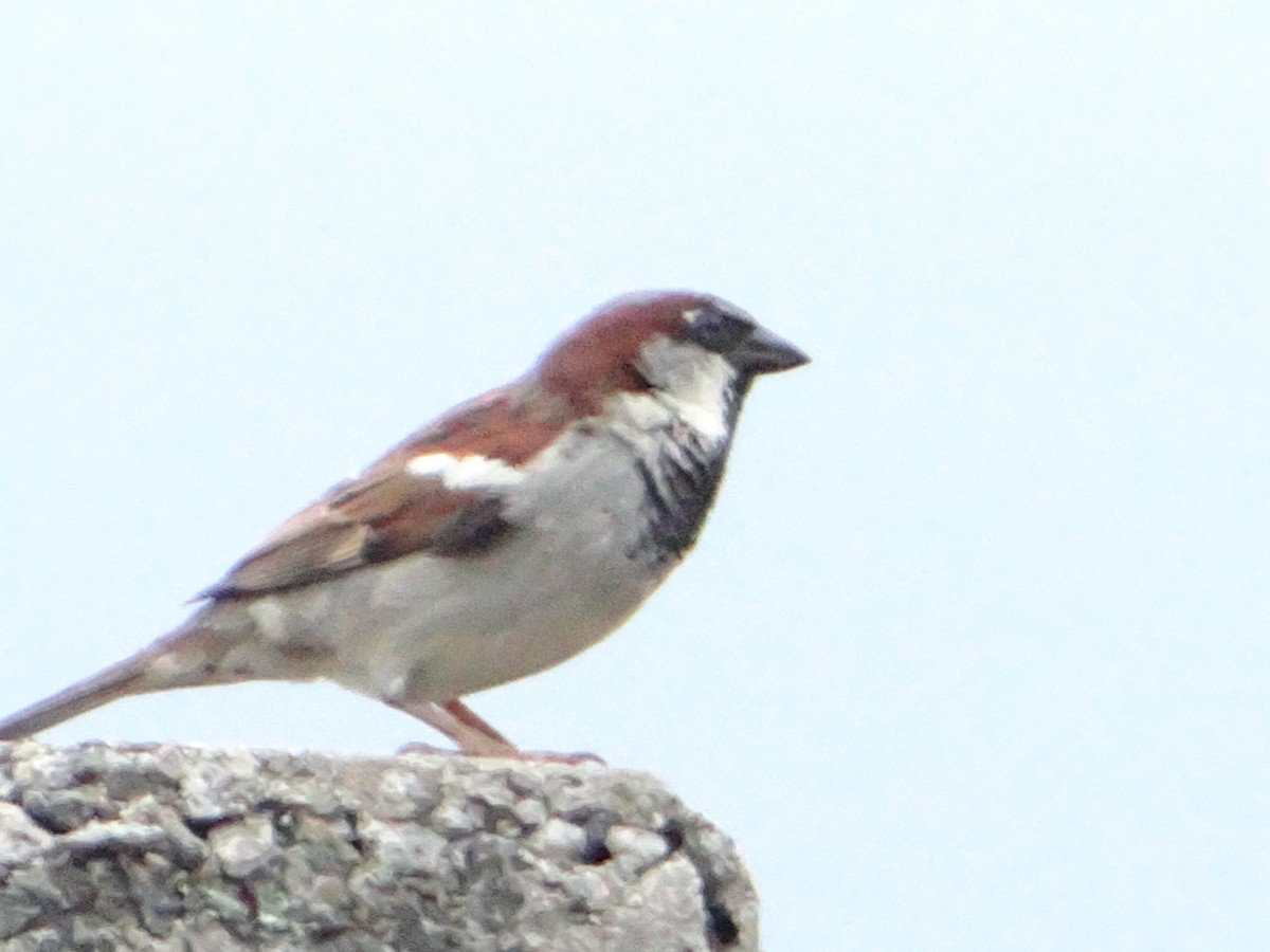House Sparrow - ML644660624