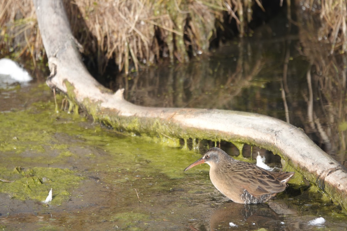 Пастушок віргінський - ML644660625