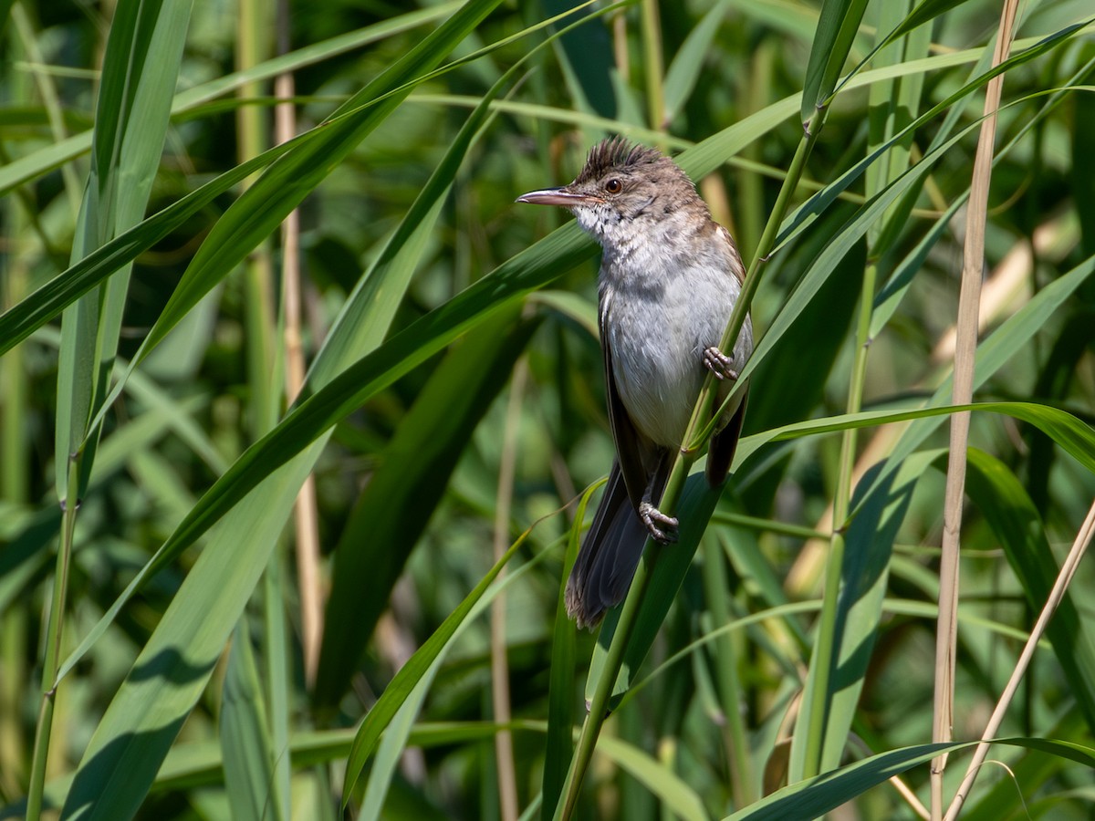 Great Reed Warbler - ML644660626