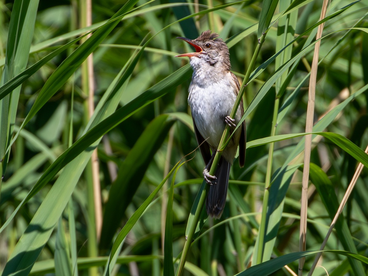 Great Reed Warbler - ML644660627