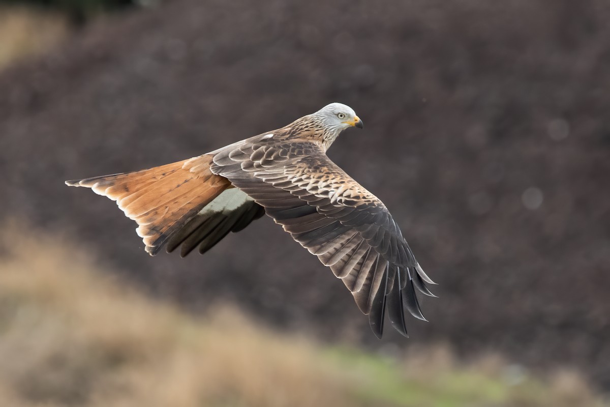 Red Kite - ML644660628