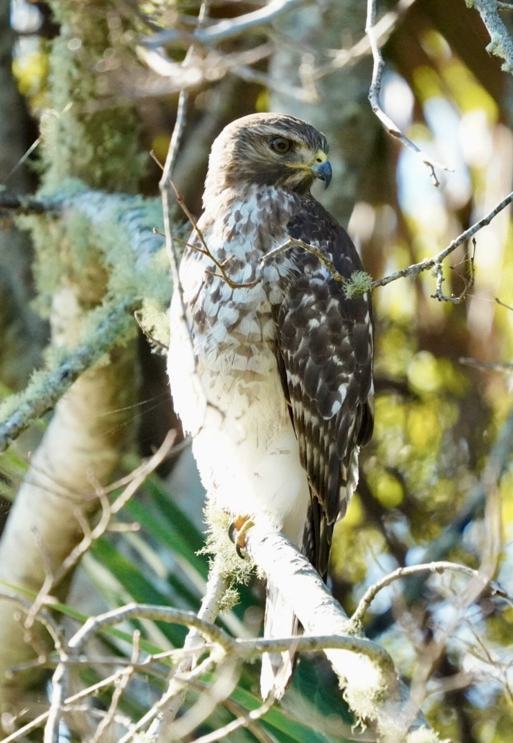 Red-shouldered Hawk - ML644660629