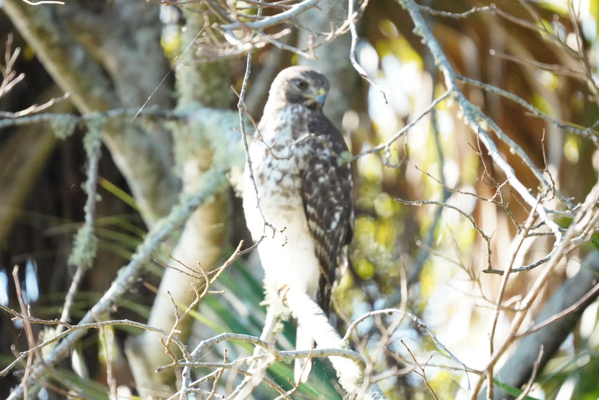 Red-shouldered Hawk - ML644660630