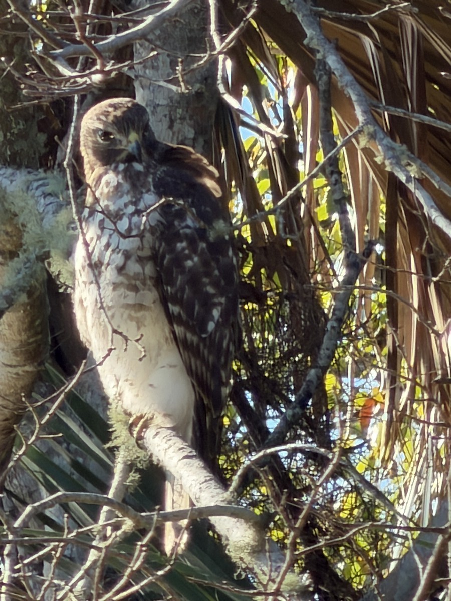 Red-shouldered Hawk - ML644660631