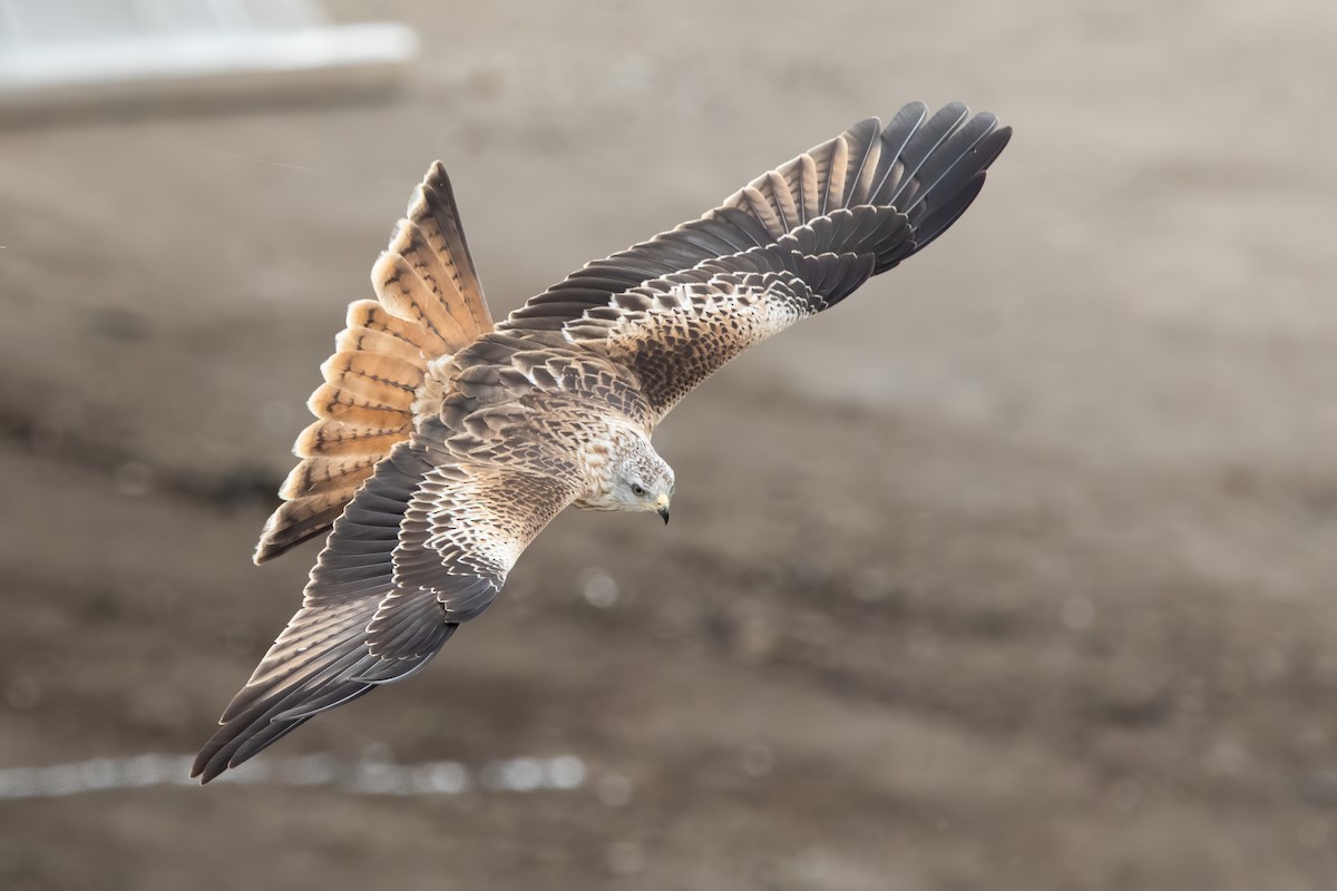 Red Kite - ML644660632