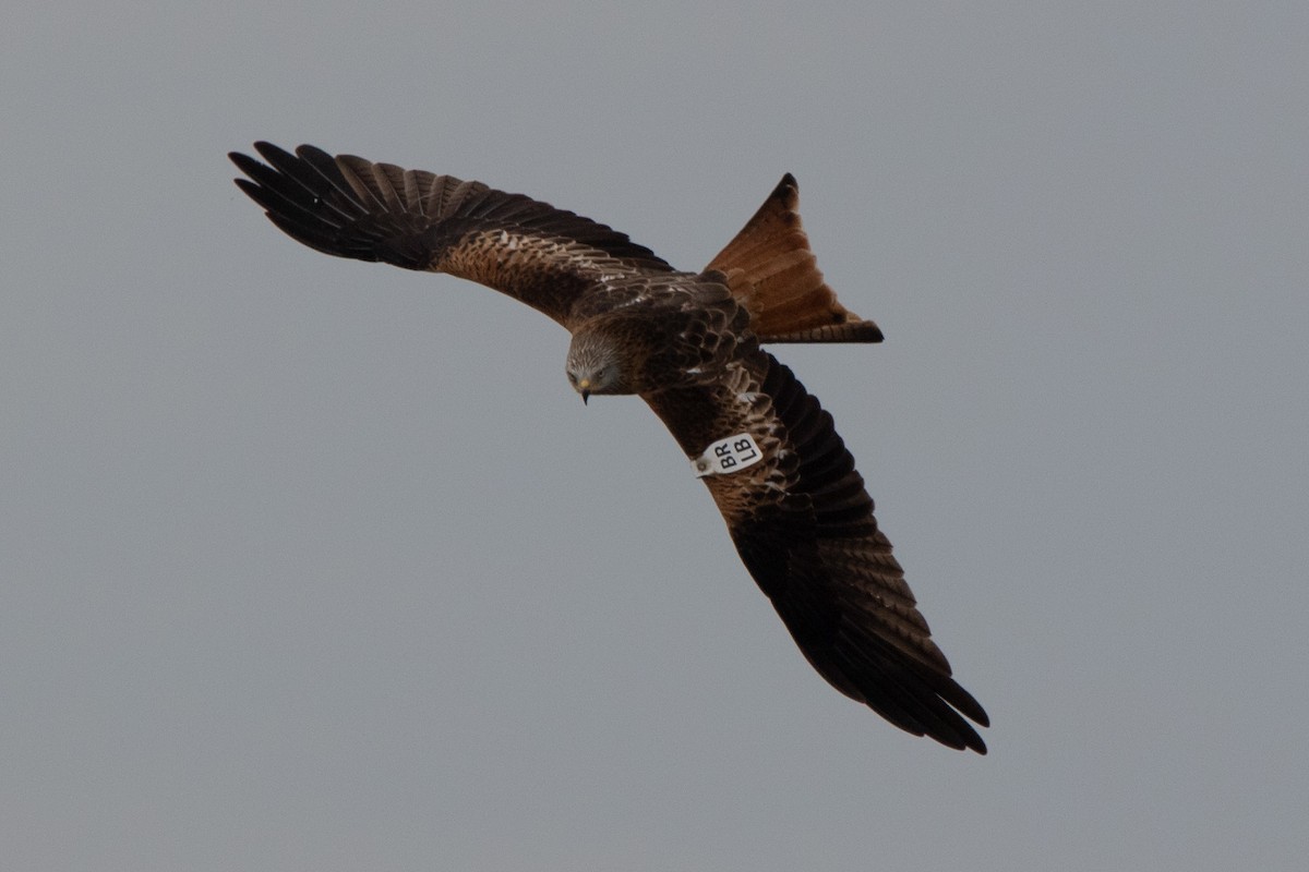 Red Kite - ML644660637