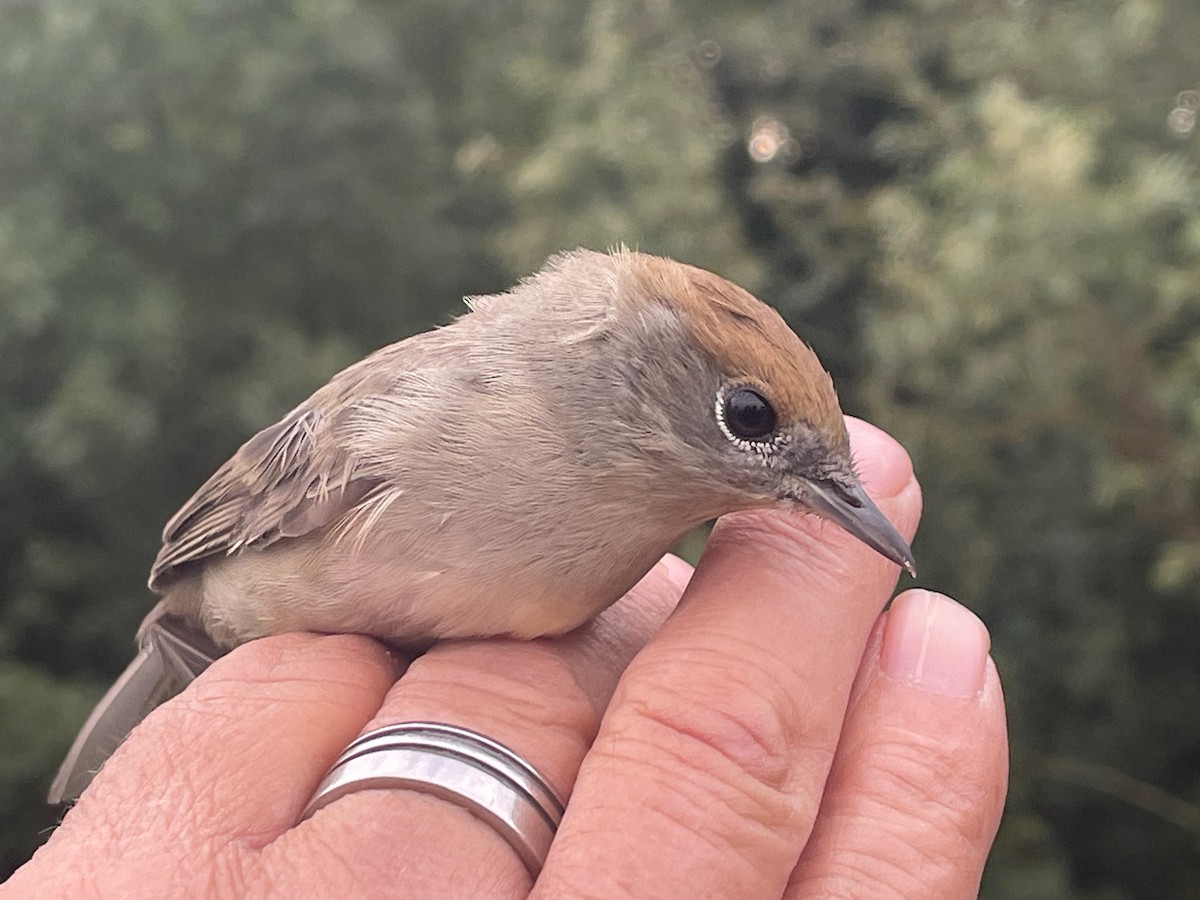 Txinbo kaskabeltza - ML644660656