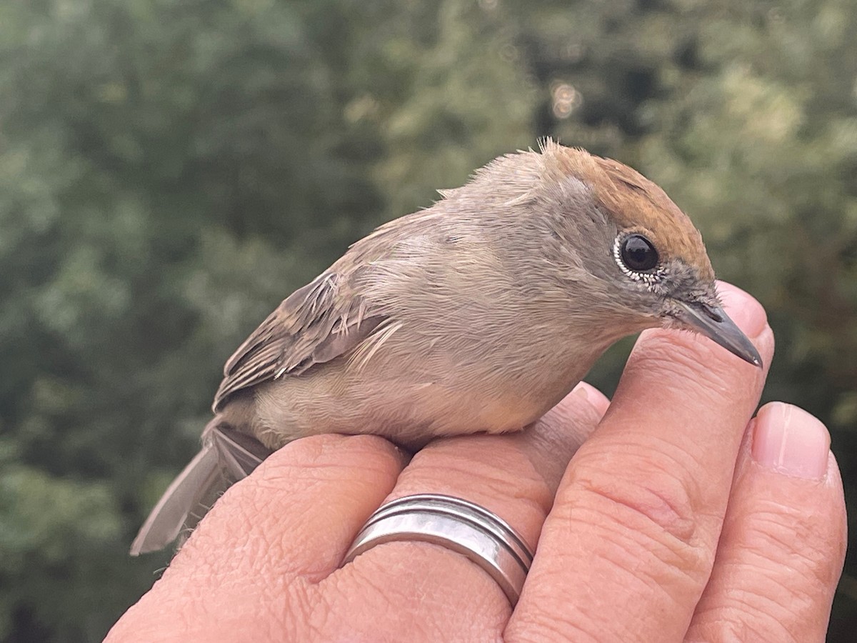 Txinbo kaskabeltza - ML644660657