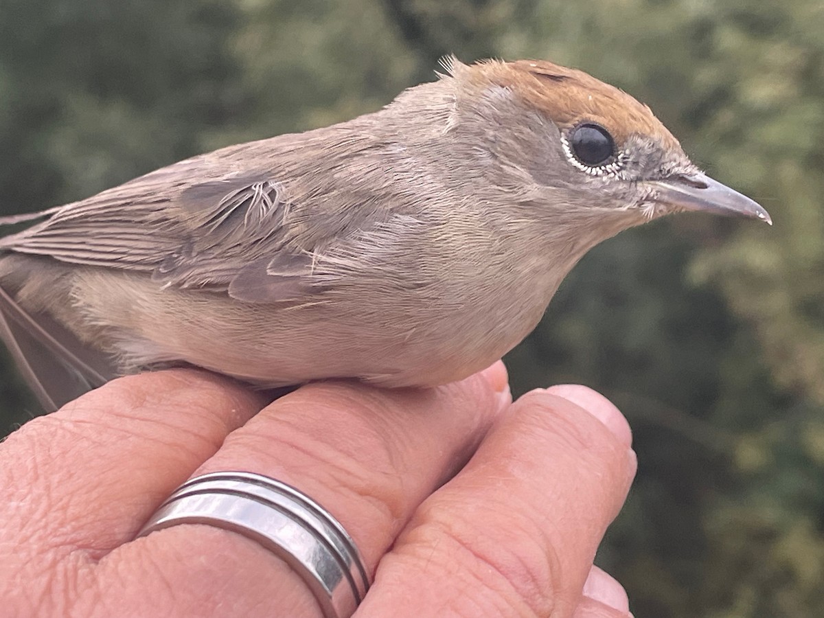 Txinbo kaskabeltza - ML644660660