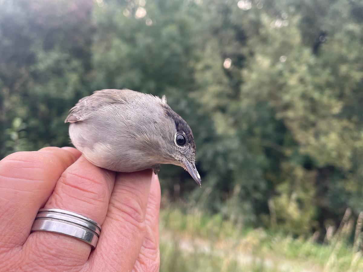 Txinbo kaskabeltza - ML644660661