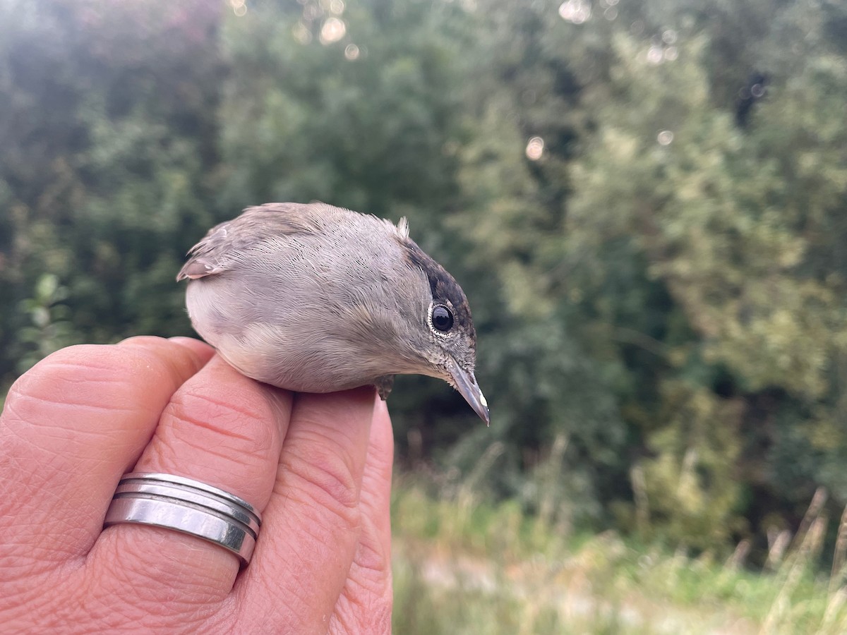 Txinbo kaskabeltza - ML644660662