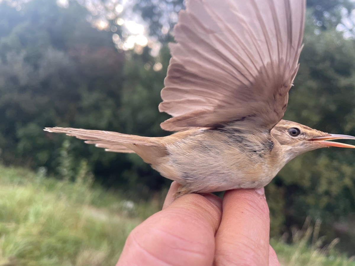 Txinbo kaskabeltza - ML644660663