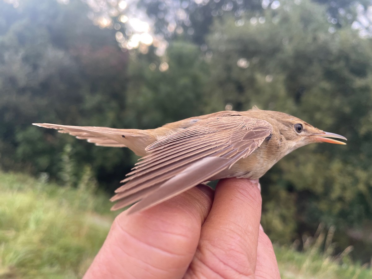 Txinbo kaskabeltza - ML644660664