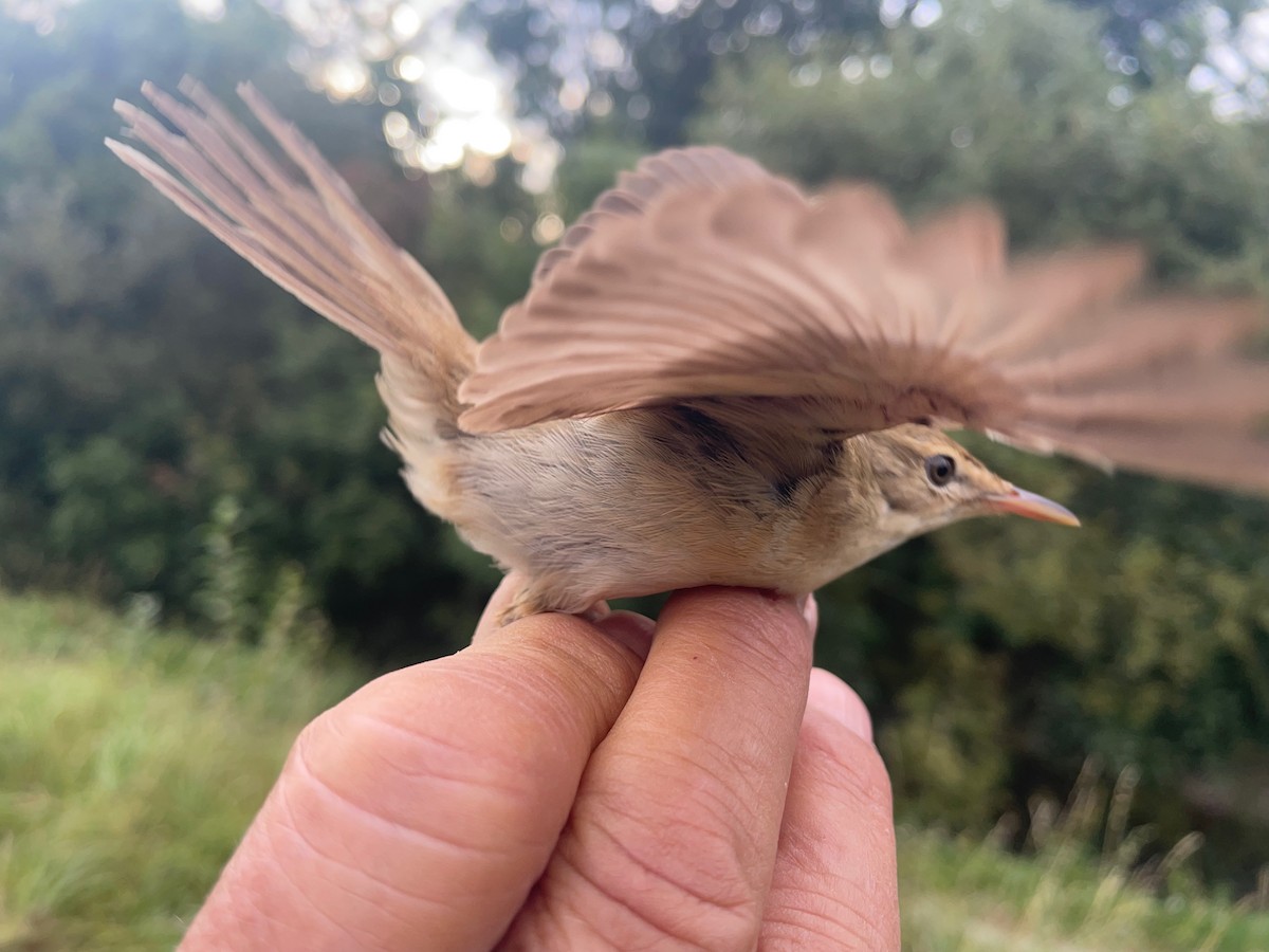 Txinbo kaskabeltza - ML644660665