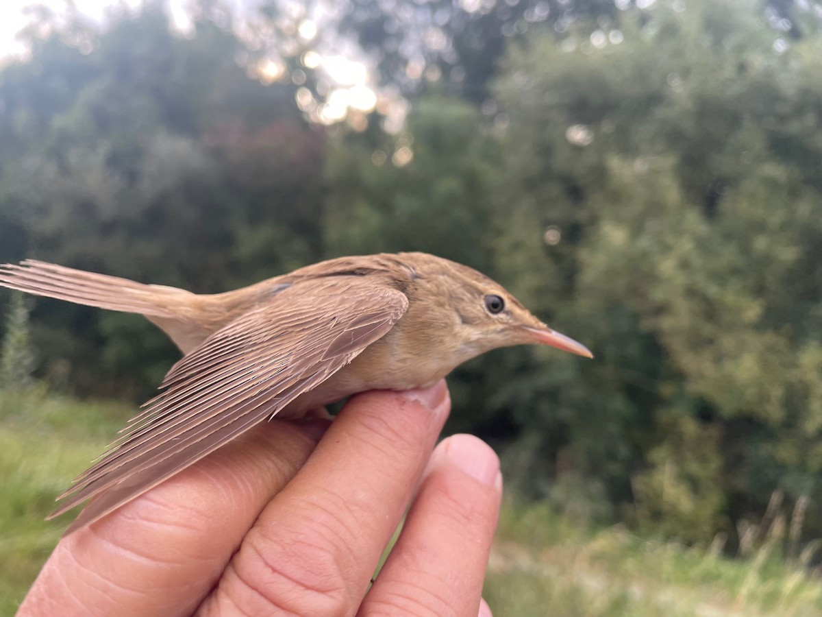 Txinbo kaskabeltza - ML644660666