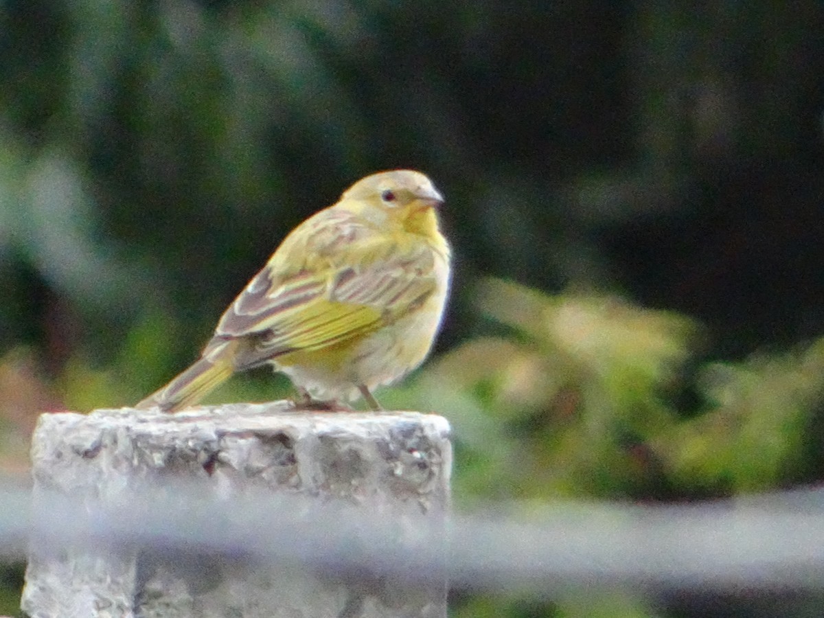Saffron Finch - ML644660667