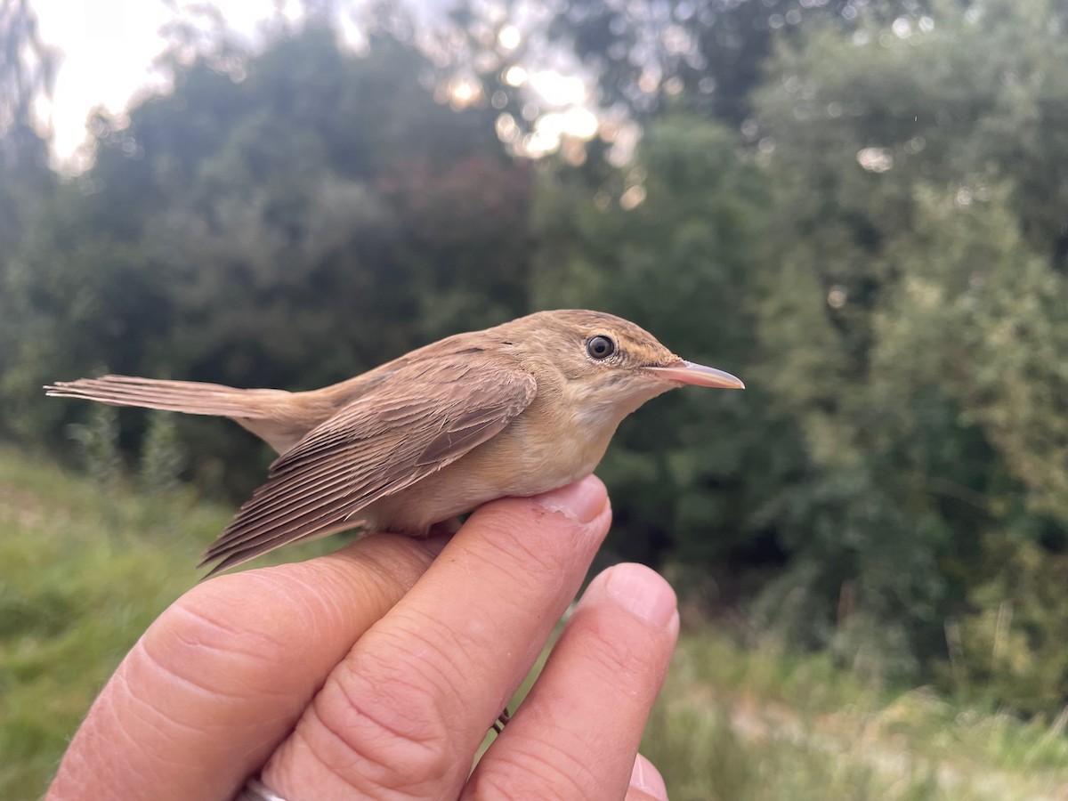 Txinbo kaskabeltza - ML644660668