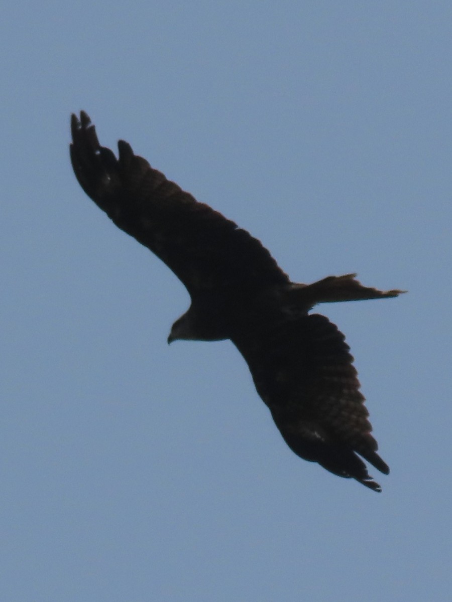 トビ - ML644660669