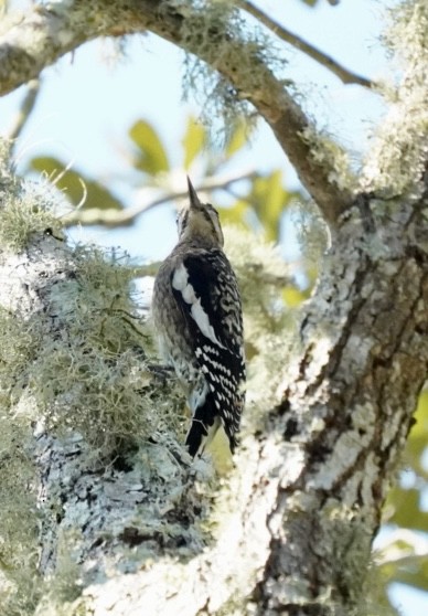 Yellow-bellied Sapsucker - ML644660674