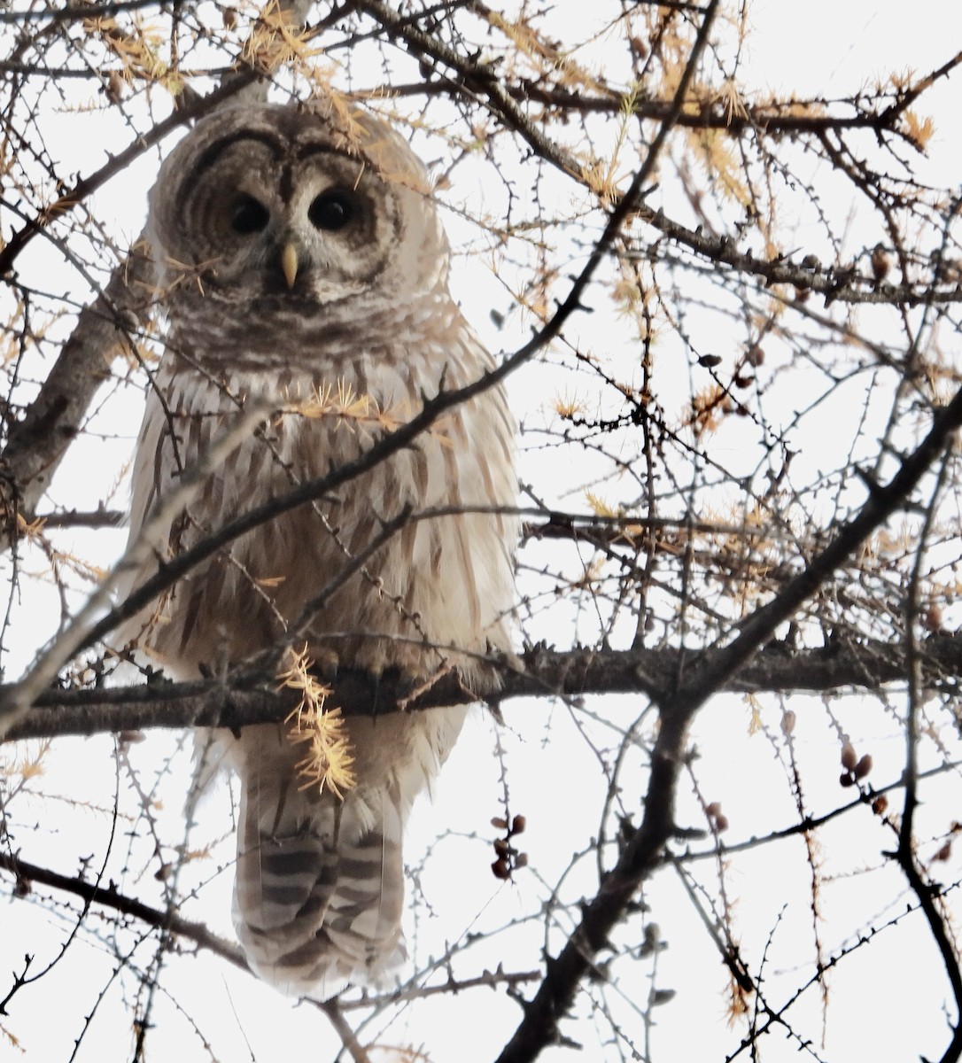 Barred Owl - ML644660676